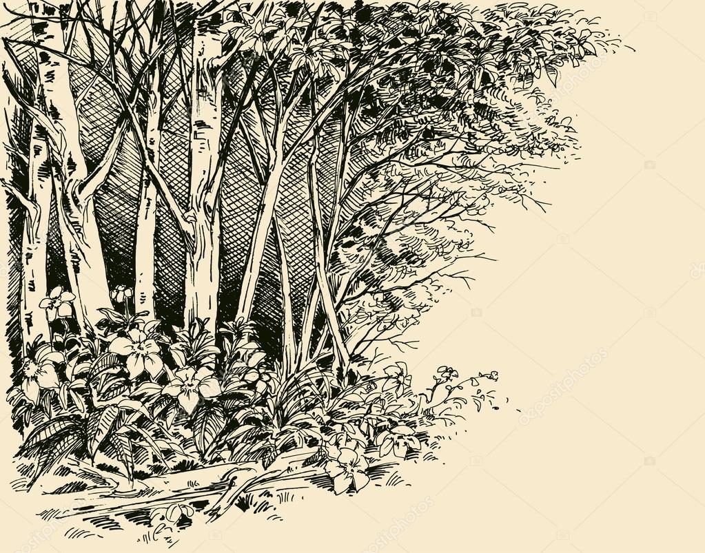 Desenho de borda florestal, esboço genérico de vegetação imagem vetorial de  Danussa© 114105034